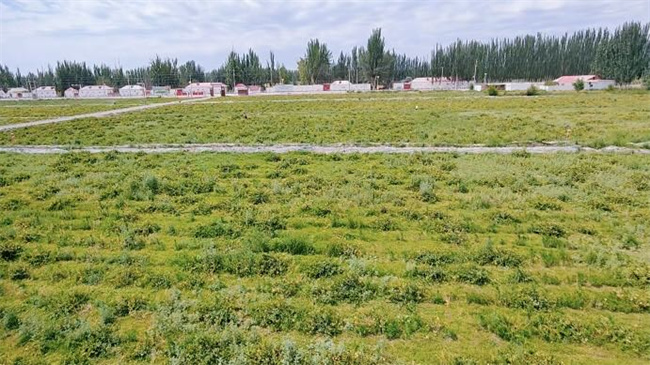 1720513239413215.jpg 圖1.jpg