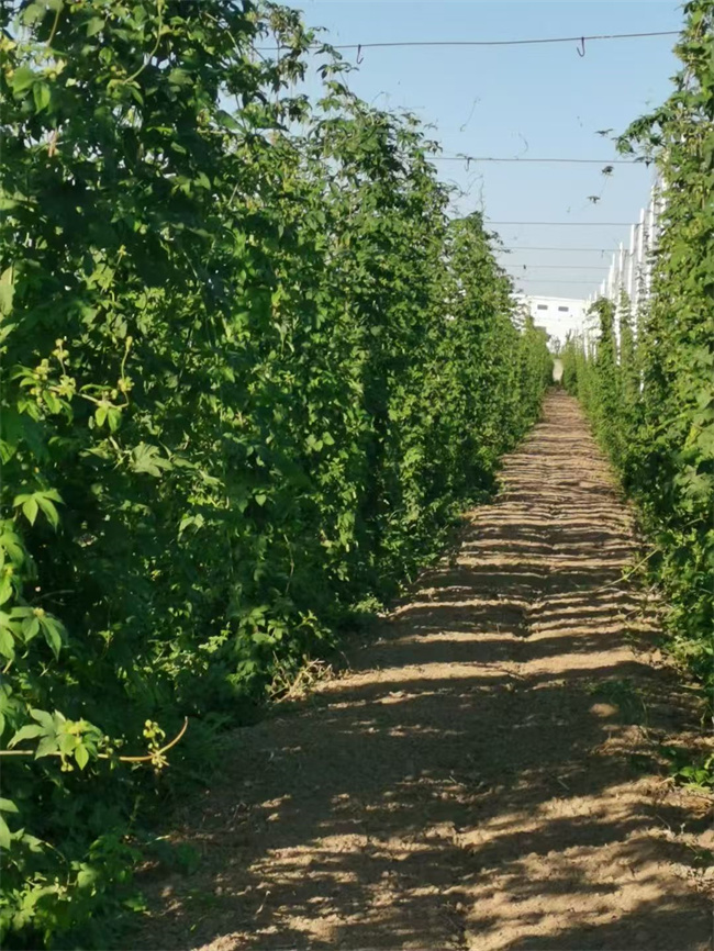 1757667011234738.jpg 圖0.jpg